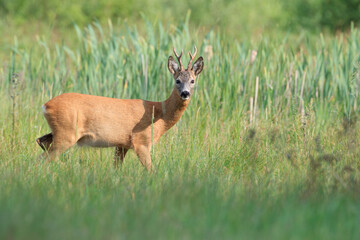 A roebuck looking vigilantly
