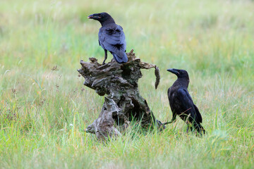 Two young ravens in a meadow