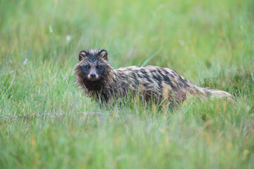 A raccoon dog on a meadow looking at the camera