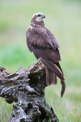A female harrier sitting on a tree stump