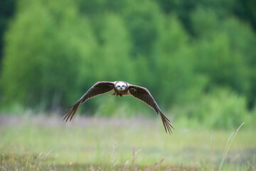 A female harrier flying over a meadow against the background of a green forest