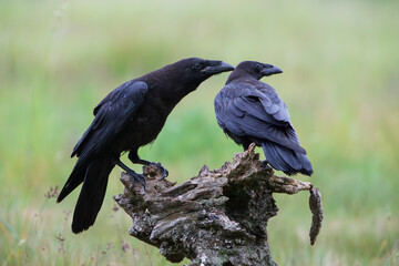Two young ravens looking at something with interest