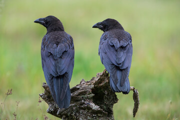 Two young ravens look to the left