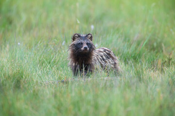 A raccoon dog in a meadow observes the surroundings