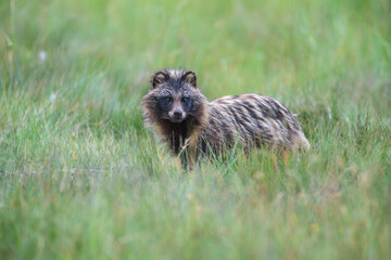 A raccoon dog in the meadow looks watchfully
