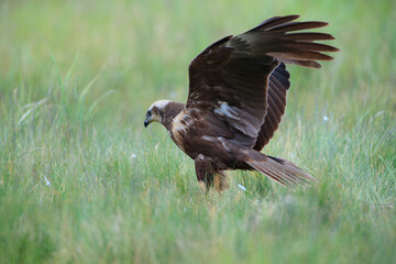 A predatory hawk with spread wings on a meadow