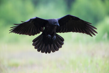 A raven with spread wings against a green background