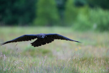 A raven flying over the grass