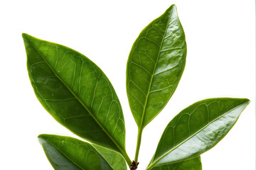 Obraz premium Bay leaf isolated on white background 