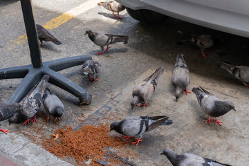 pigeons on the street