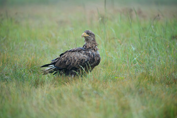 A white-tailed eagle watches vigilantly in a summer meadow