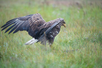 A white-tailed eagle with spread wings on a meadow