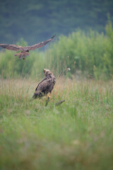 A white-tailed eagle on a stump in a summer meadow looks intently at a harrier attacking it