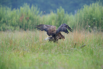 A white-tailed eagle attacking something in the tall grass