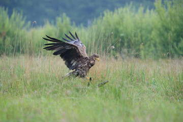 A white-tailed eagle with spread wings on a branched tree stump