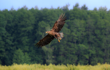 A white-tailed eagle flying over a meadow against the background of the forest on a summer day