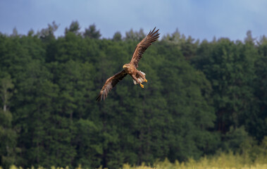 White-tailed eagle in flight against the background of the forest on a summer day