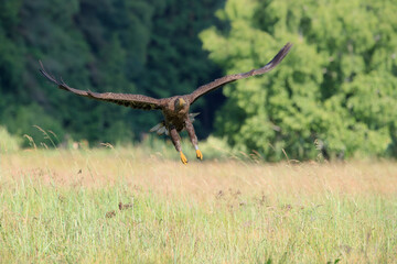 A white-tailed eagle flying over a meadow on a summer day