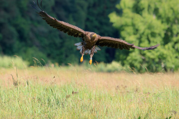 A white-tailed eagle in flight over a summer meadow with a forest in the background