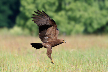 Portrait of a large bird of prey in flight over a meadow