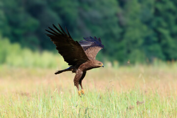 Lesser spotted eagle flying over a meadow on a summer day