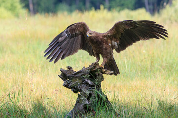 A large brown bird of prey with spread wings on a tree stump on a sunny summer day