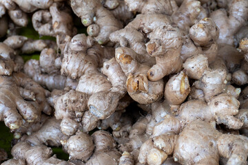 close up of a ginger at local market