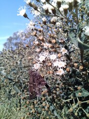 close up of a tree