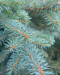 Blue spruce branches close up