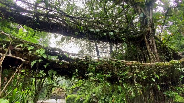 Double decker living root bridge  in nongriat village in cherrapunjee meghalaya India. This bridge is formed by training tree roots over years to knit together.
