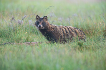 An alert raccoon dog in a summer meadow