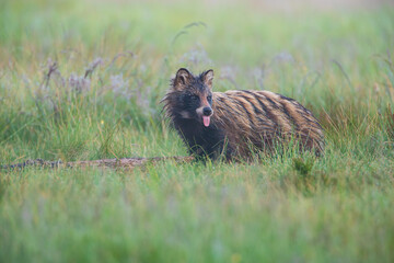 A raccoon dog sticks out his tongue at a photographer in a meadow