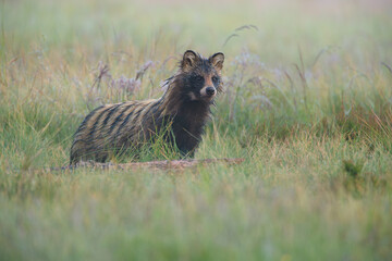 A concerned raccoon dog looks at something carefully