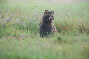 A cute raccoon dog sitting in a meadow
