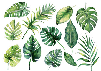 Diverse tropical leaves in one picture, not overflowing frame.