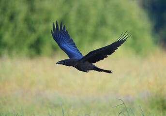 A raven flying over a meadow on a green background