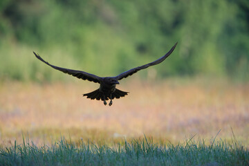 A raven in flight over a summer meadow