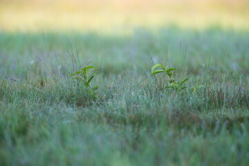 Young trees in a meadow in drops of morning dew