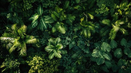 Overhead view of a tropical rainforest