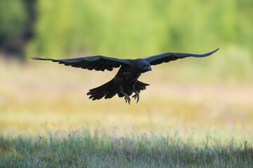 Raven flying over the grass