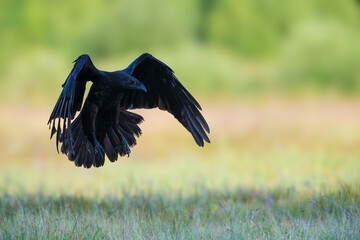 A raven over a meadow
