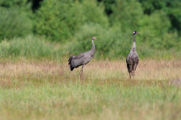 A young and adult crane in a meadow against the background of the forest