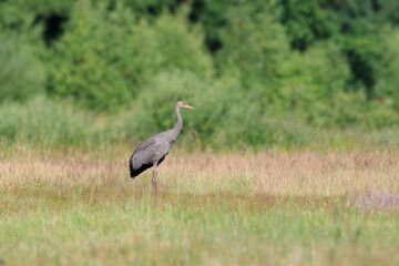 A young crane on a summer meadow against the background of the forest