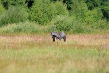 A young crane spreading its wings in a meadow