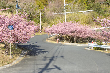 道路沿いに咲く河津桜
