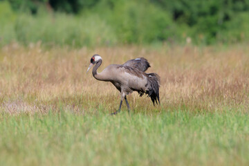 A crane walking in a meadow