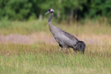 A crane walking on a summer meadow with a forest in the background