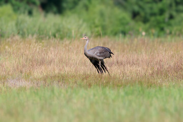A young crane stretches its wing in the meadow