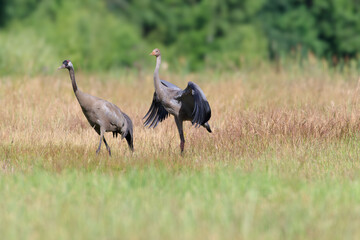 A young crane exercises its wings before flight