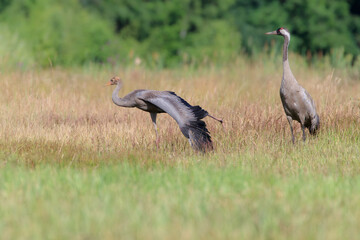 A young crane exercises before flight
